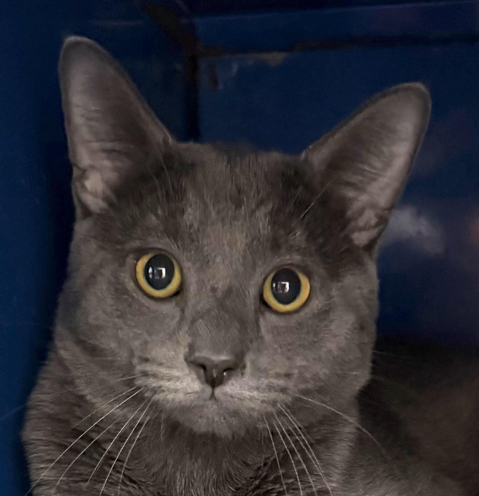 Liam — thumbnail 3