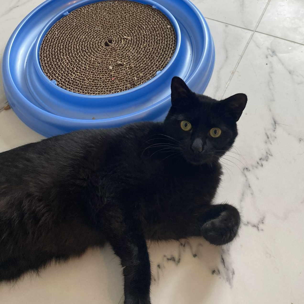 Lusine, Adoptable, Adult Male Domestic Short Hair.