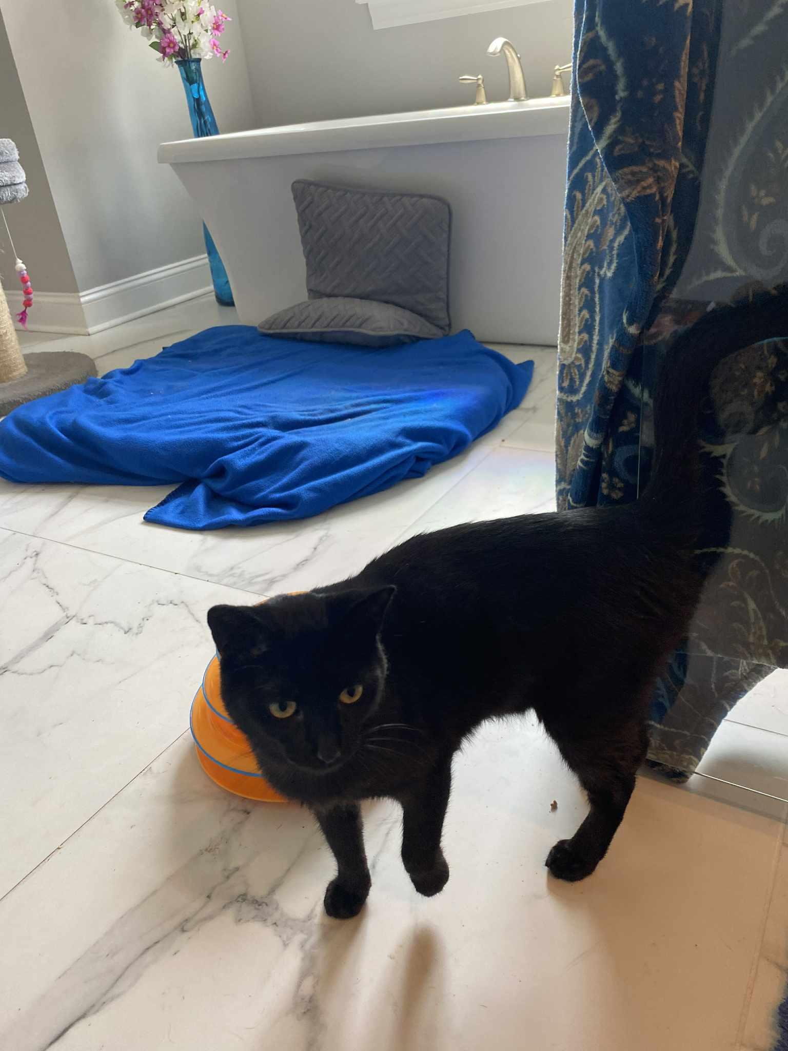 Enlarge Lusine, a Adoptable Domestic Short Hair in Myrtle Beach, SC image 2/4