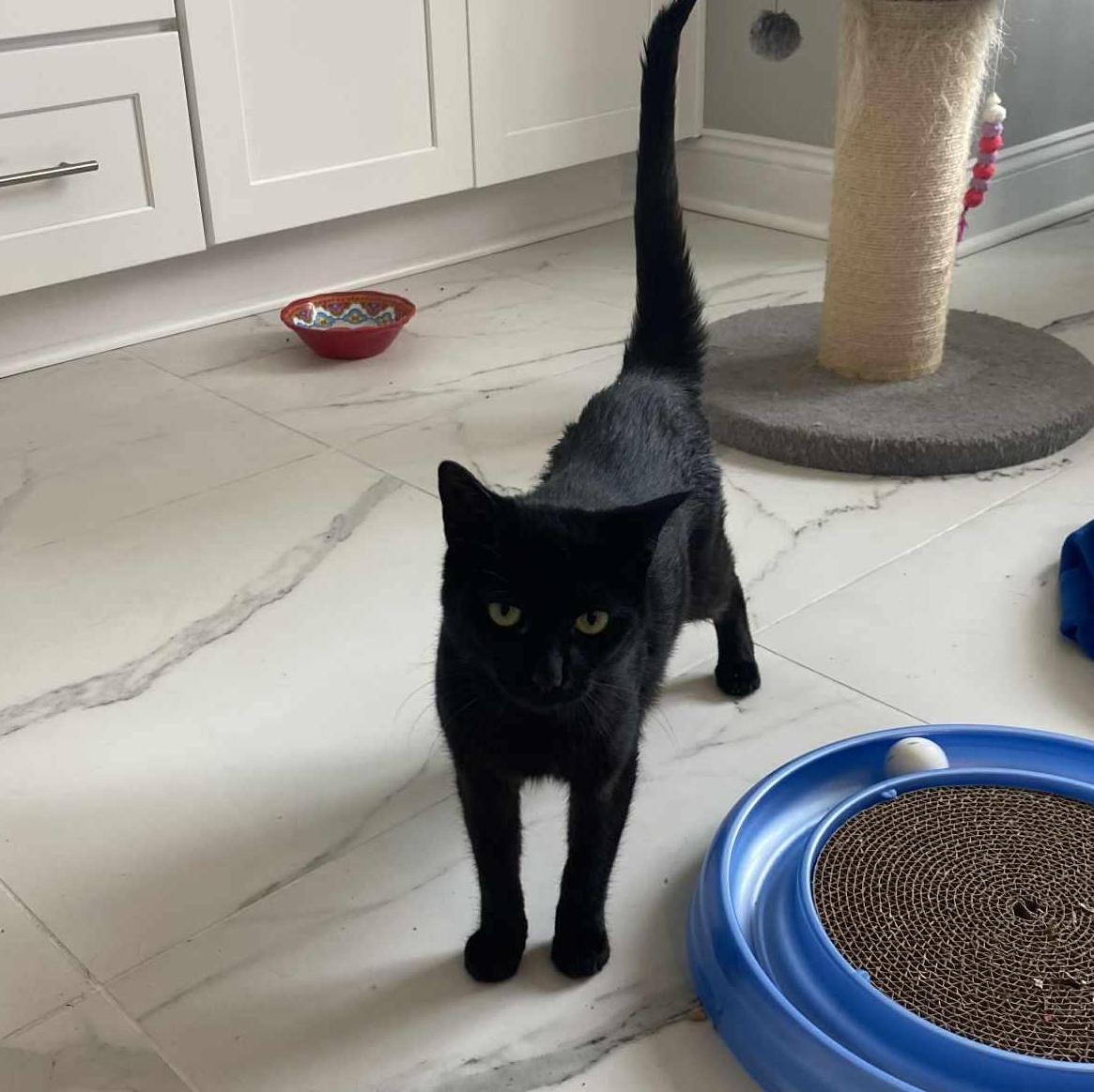 Enlarge Lusine, a Adoptable Domestic Short Hair in Myrtle Beach, SC image 3/4