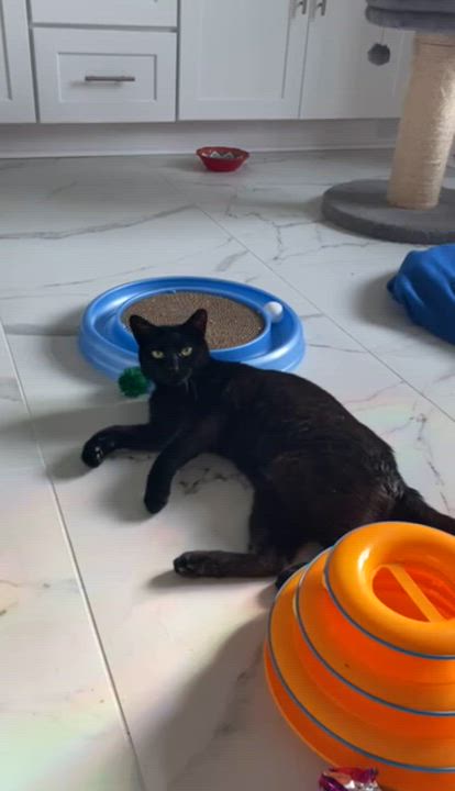 Enlarge Lusine, a Adoptable Domestic Short Hair in Myrtle Beach, SC video 4/4