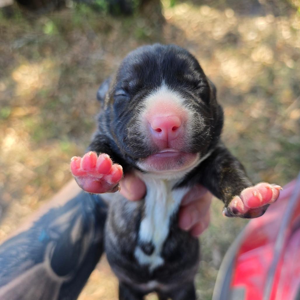 Maserati, Adoptable, Puppy Female Mixed Breed.