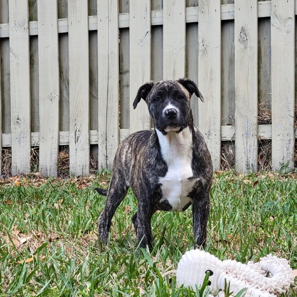 Enlarge Maserati, a Adoptable Mixed Breed in Williston, FL image 2/6