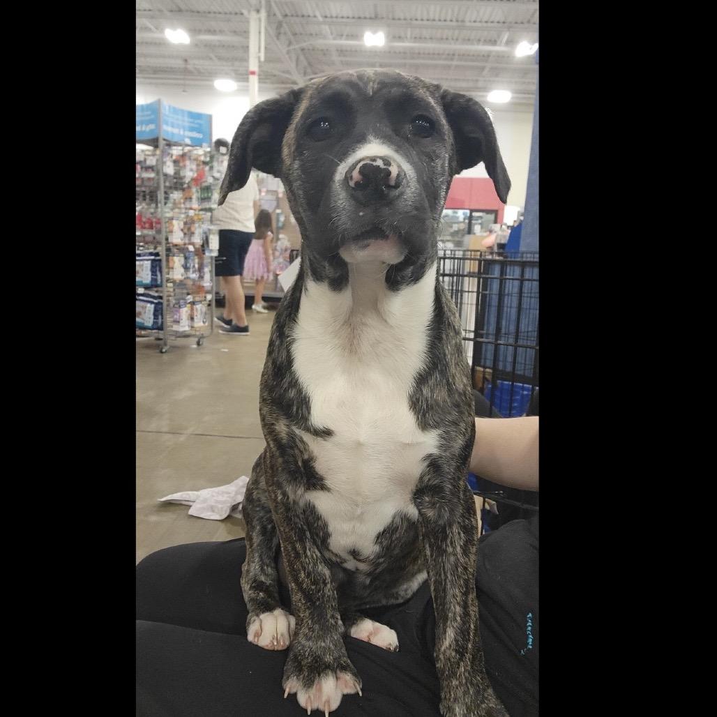 Enlarge Maserati, a Adoptable Mixed Breed in Williston, FL image 3/6