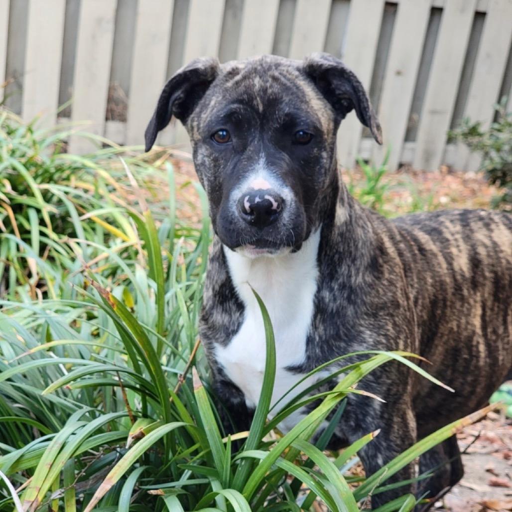 Enlarge Maserati, a Adoptable Mixed Breed in Williston, FL image 4/6