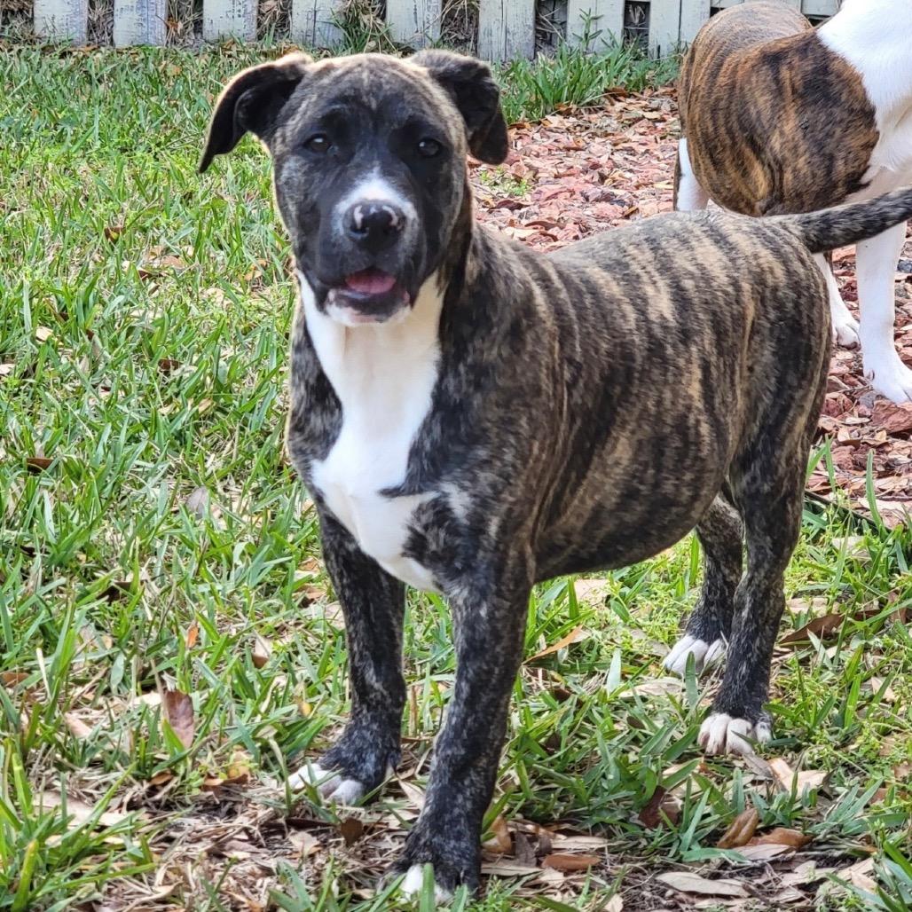 Enlarge Maserati, a Adoptable Mixed Breed in Williston, FL image 5/6