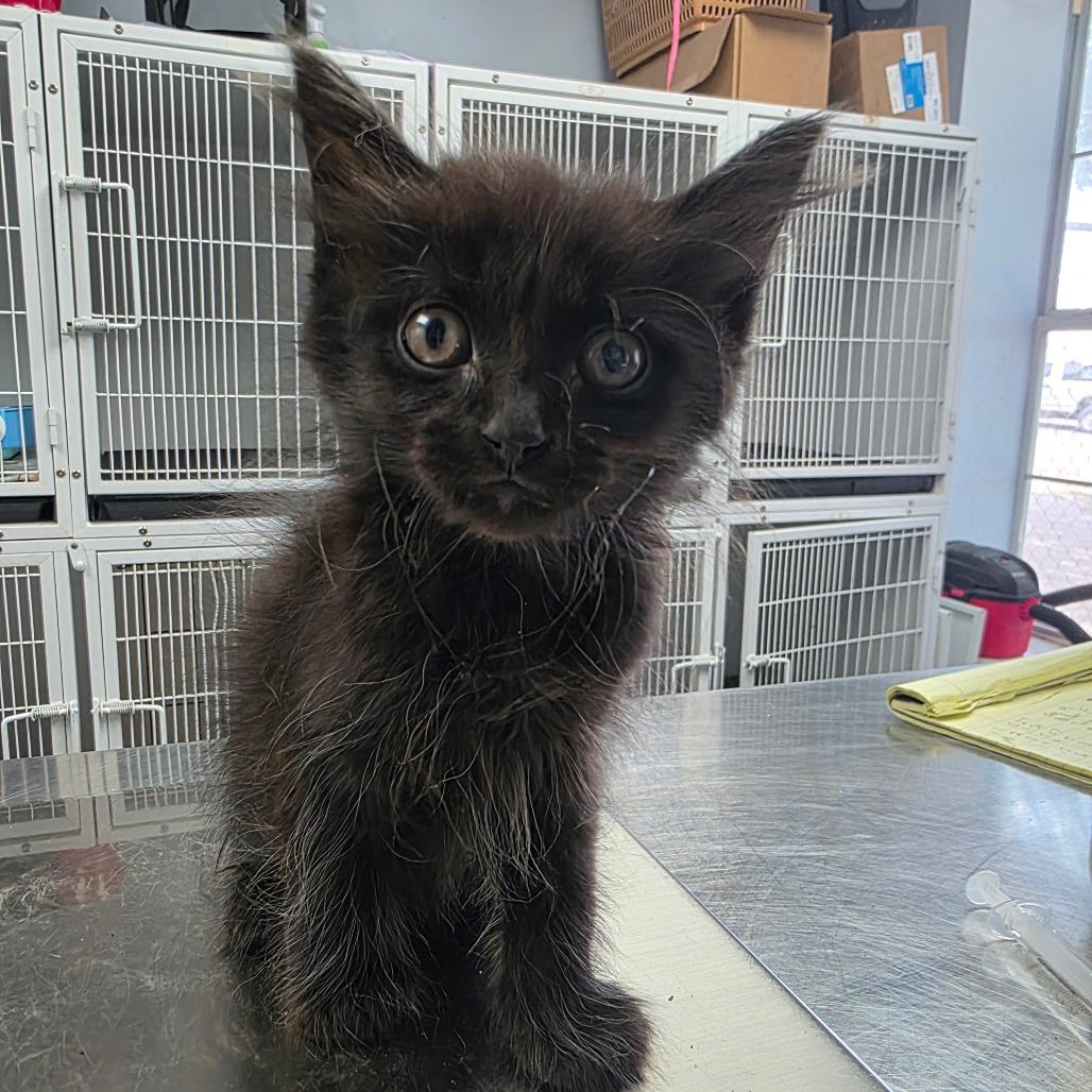 Carl, Adoptable, Kitten Male Domestic Long Hair.