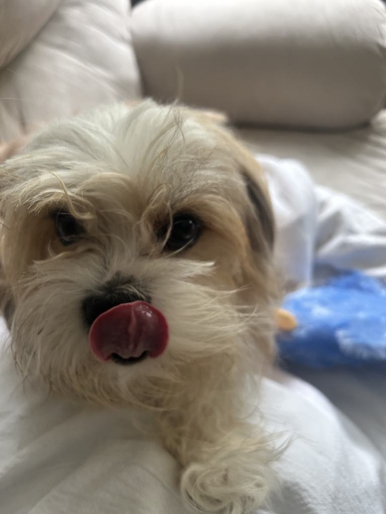 Enlarge Hershey, a Adopted Shih Tzu in Powell, TN image 2/2