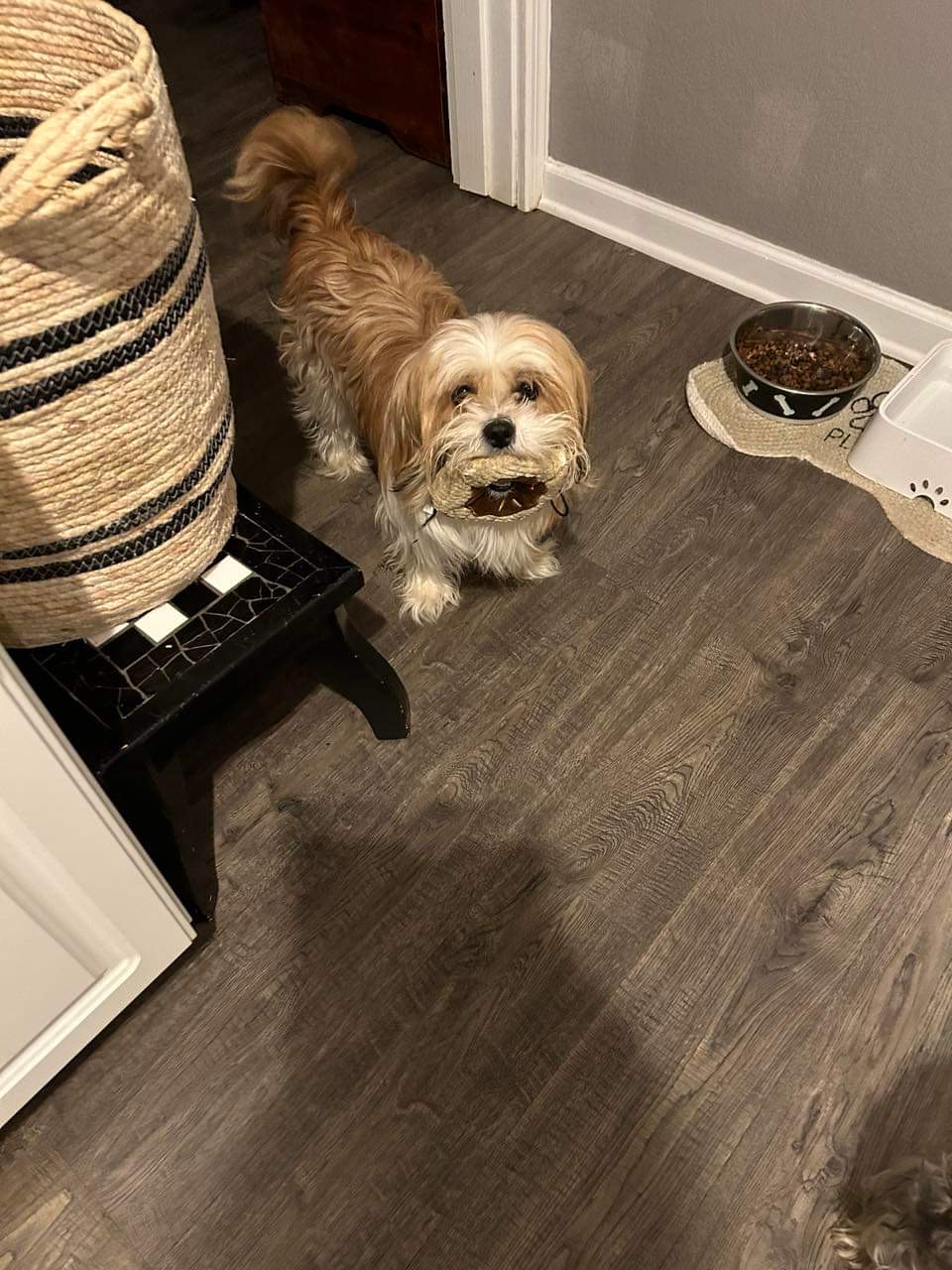 Hershey, Adopted, Young Male Shih Tzu.