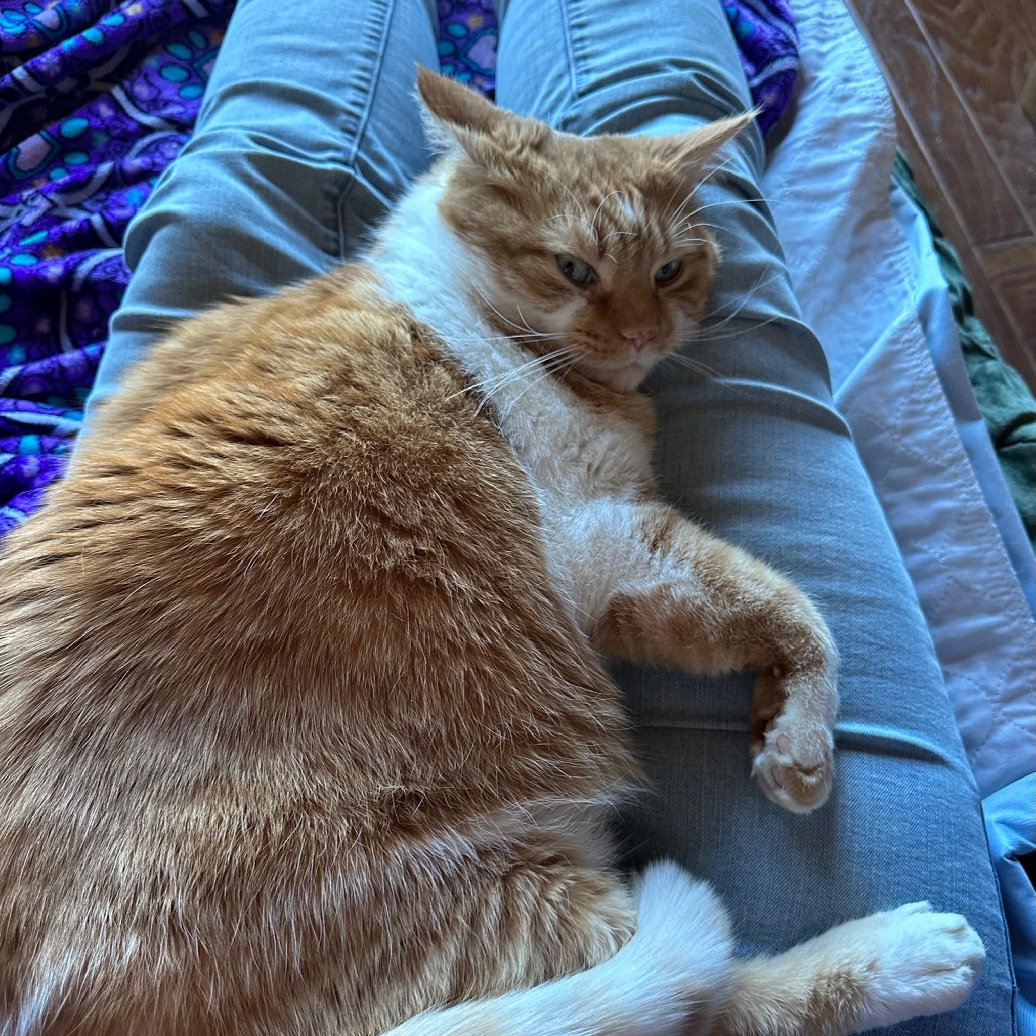 Enlarge Corley, a Adopted mixed breed in Santa Fe, NM image 4/6