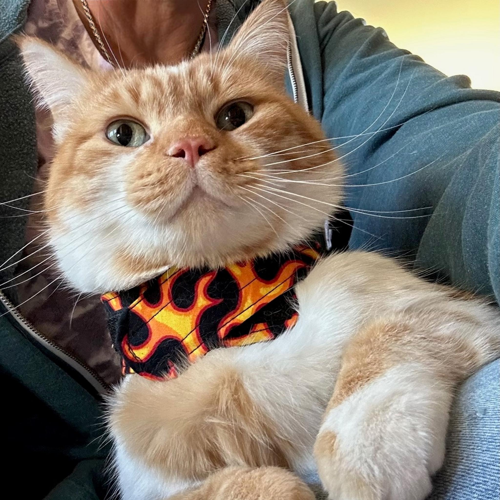 Enlarge Corley, a Adopted mixed breed in Santa Fe, NM image 5/6