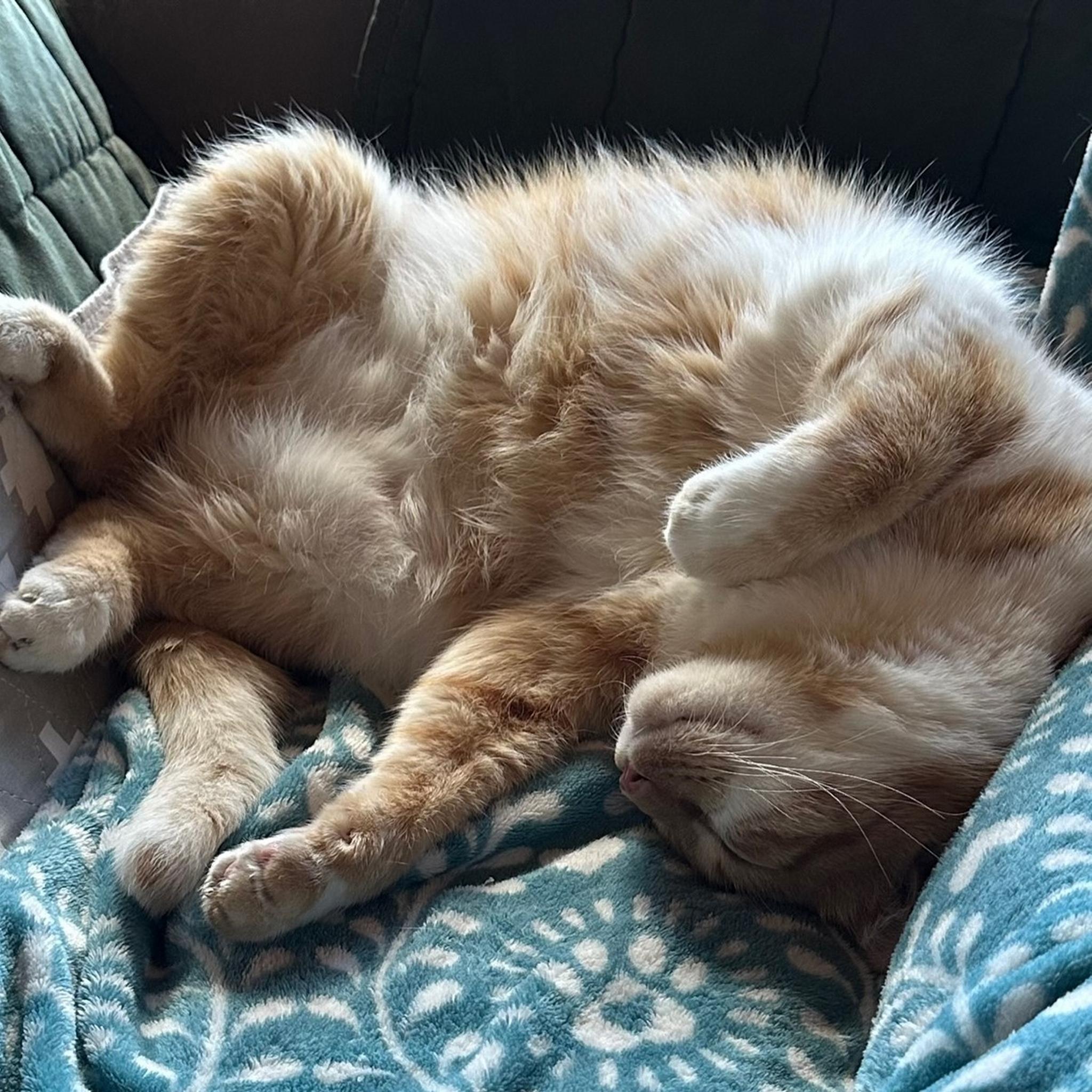 Enlarge Corley, a Adopted mixed breed in Santa Fe, NM image 6/6