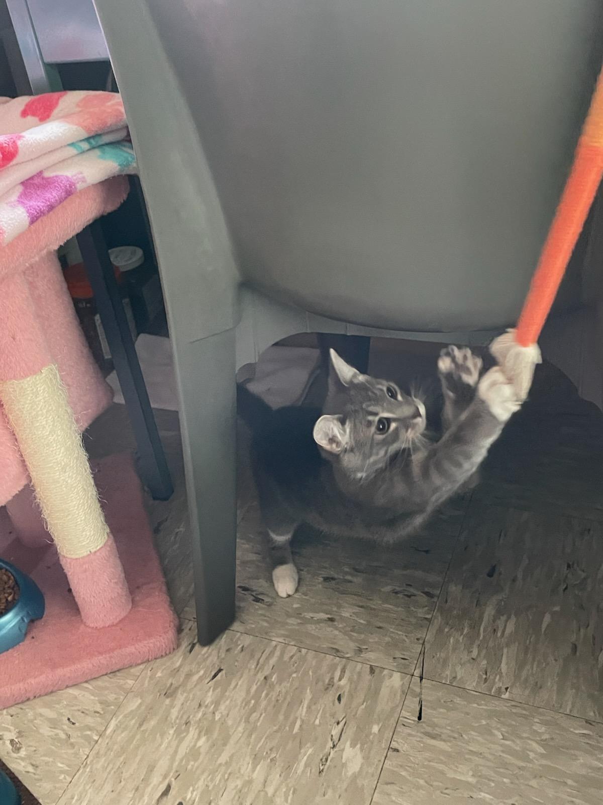 Esme & Gemma, ADOPTABLE, Young Female Domestic Short Hair.