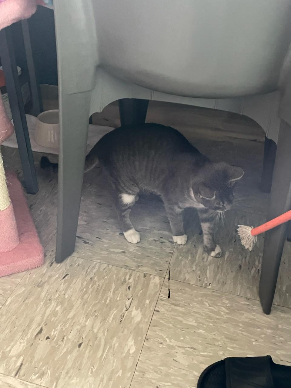 Enlarge Esme & Gemma, a ADOPTABLE Domestic Short Hair in Gig Harbor, WA image 4/5