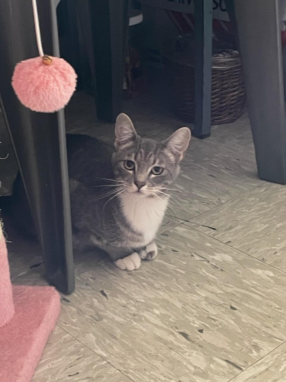 Esme, ADOPTABLE, Young Female Domestic Short Hair.