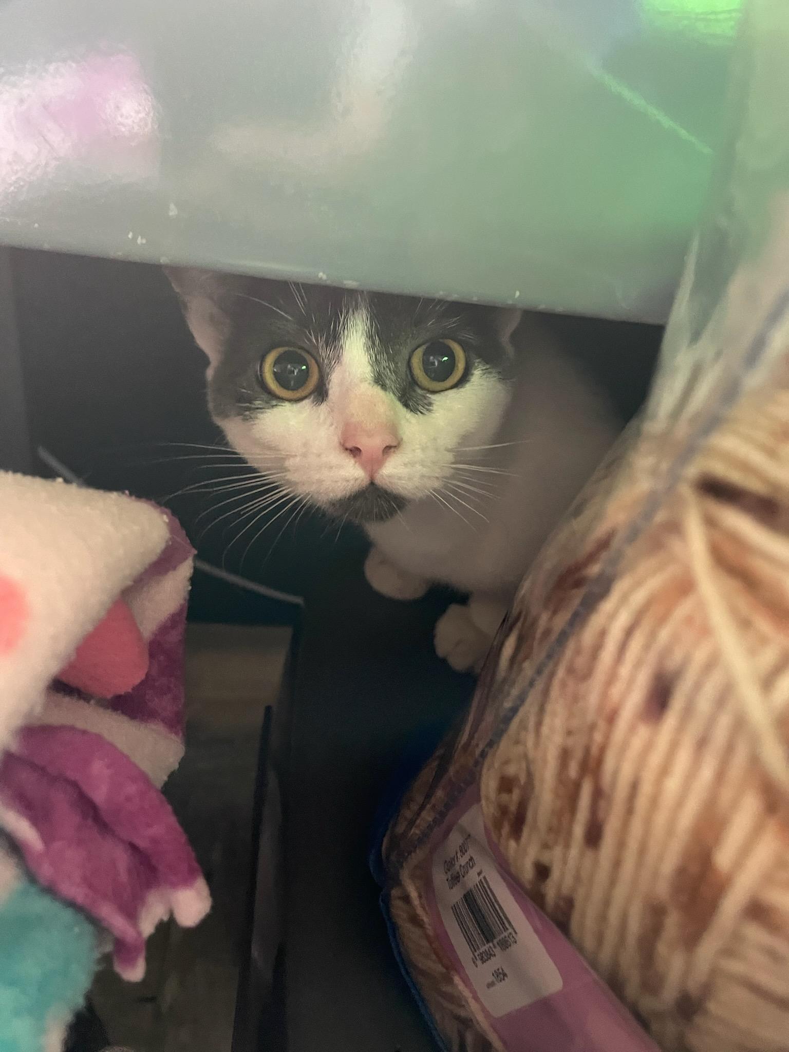 Enlarge Esme & Gemma, a ADOPTABLE Domestic Short Hair in Gig Harbor, WA image 2/5