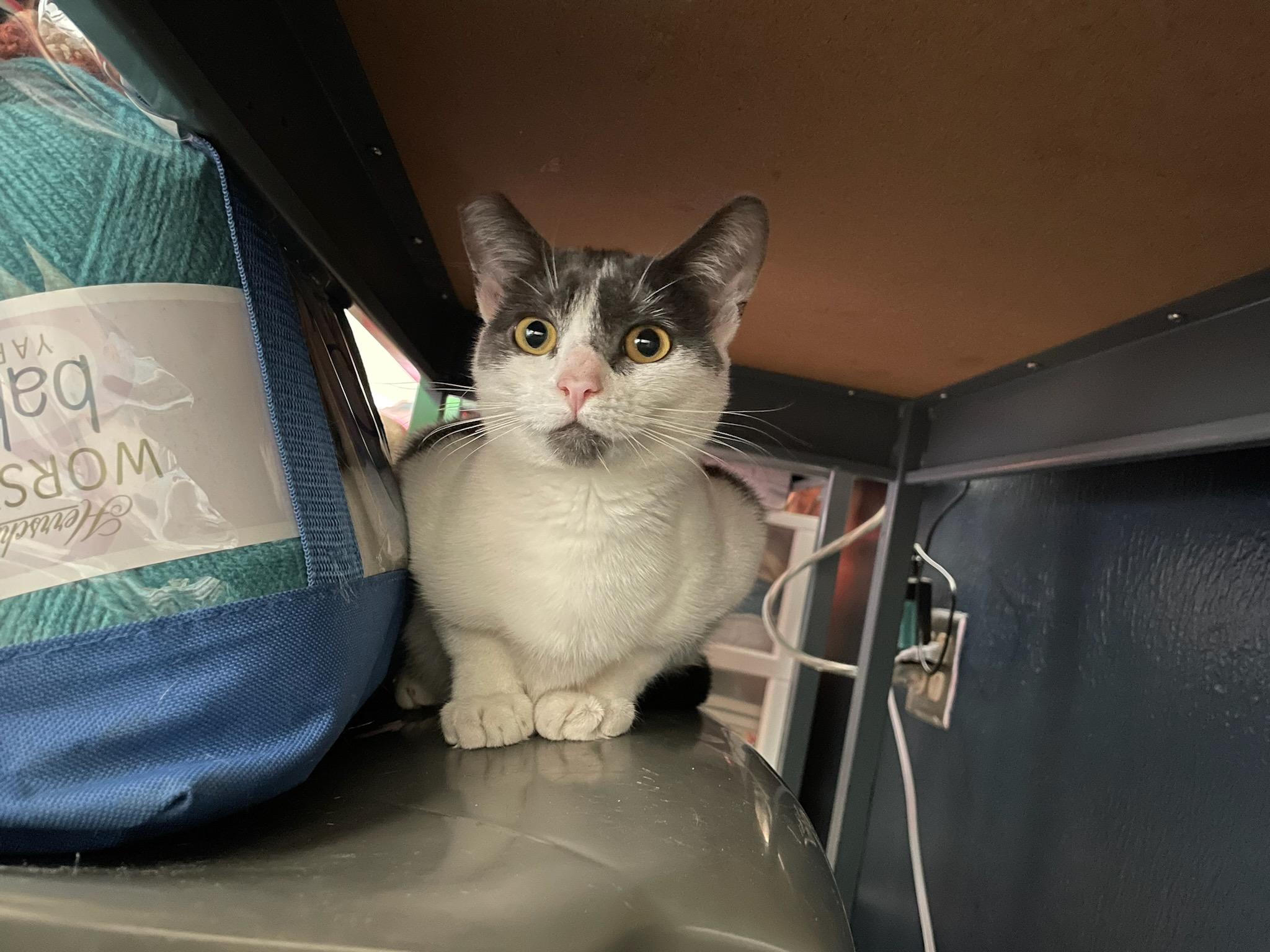 Enlarge Esme & Gemma, a ADOPTABLE Domestic Short Hair in Gig Harbor, WA image 3/5