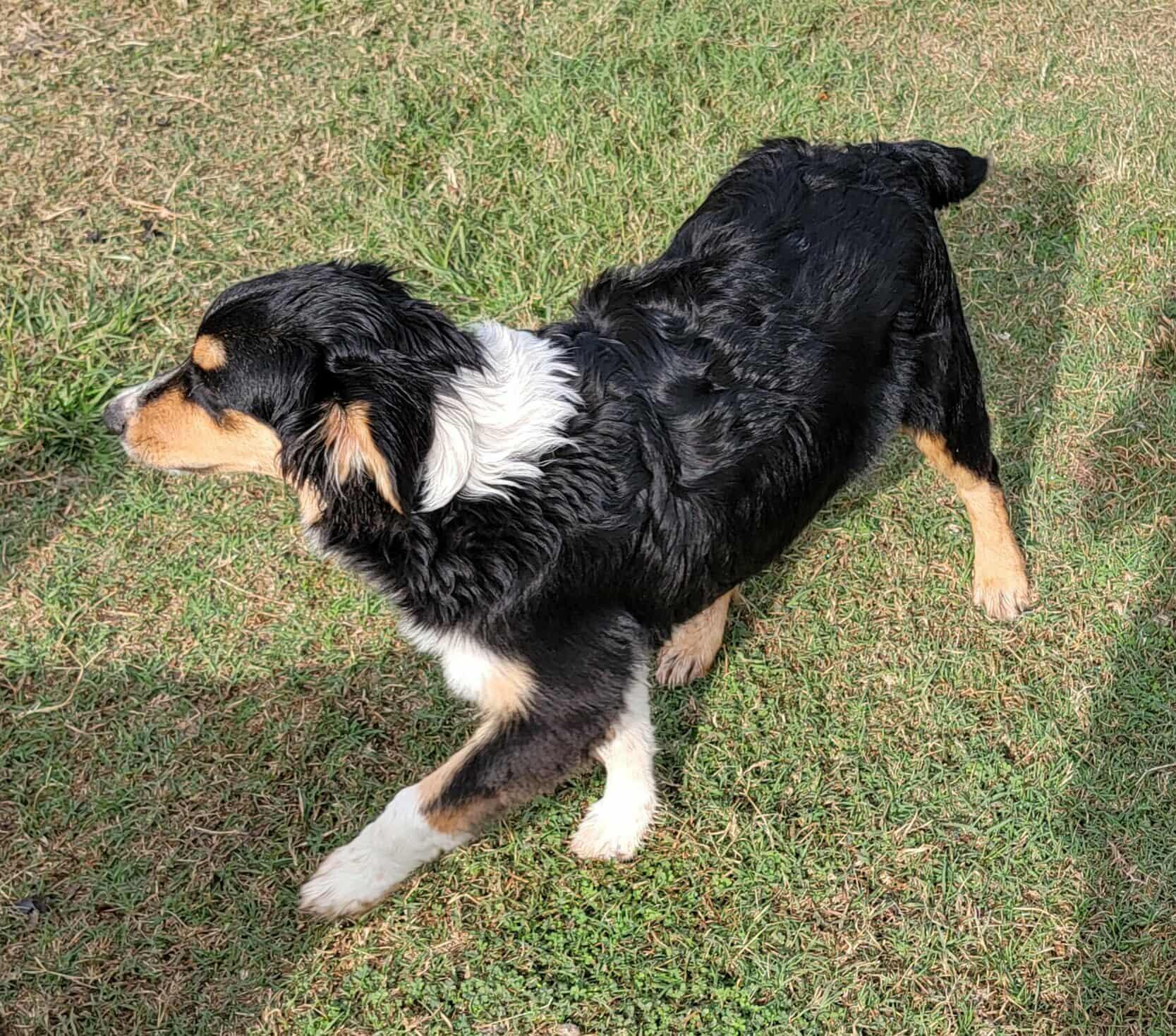 Jasper, a Adoptable Australian Shepherd in Van Alstyne, TX image 1/4