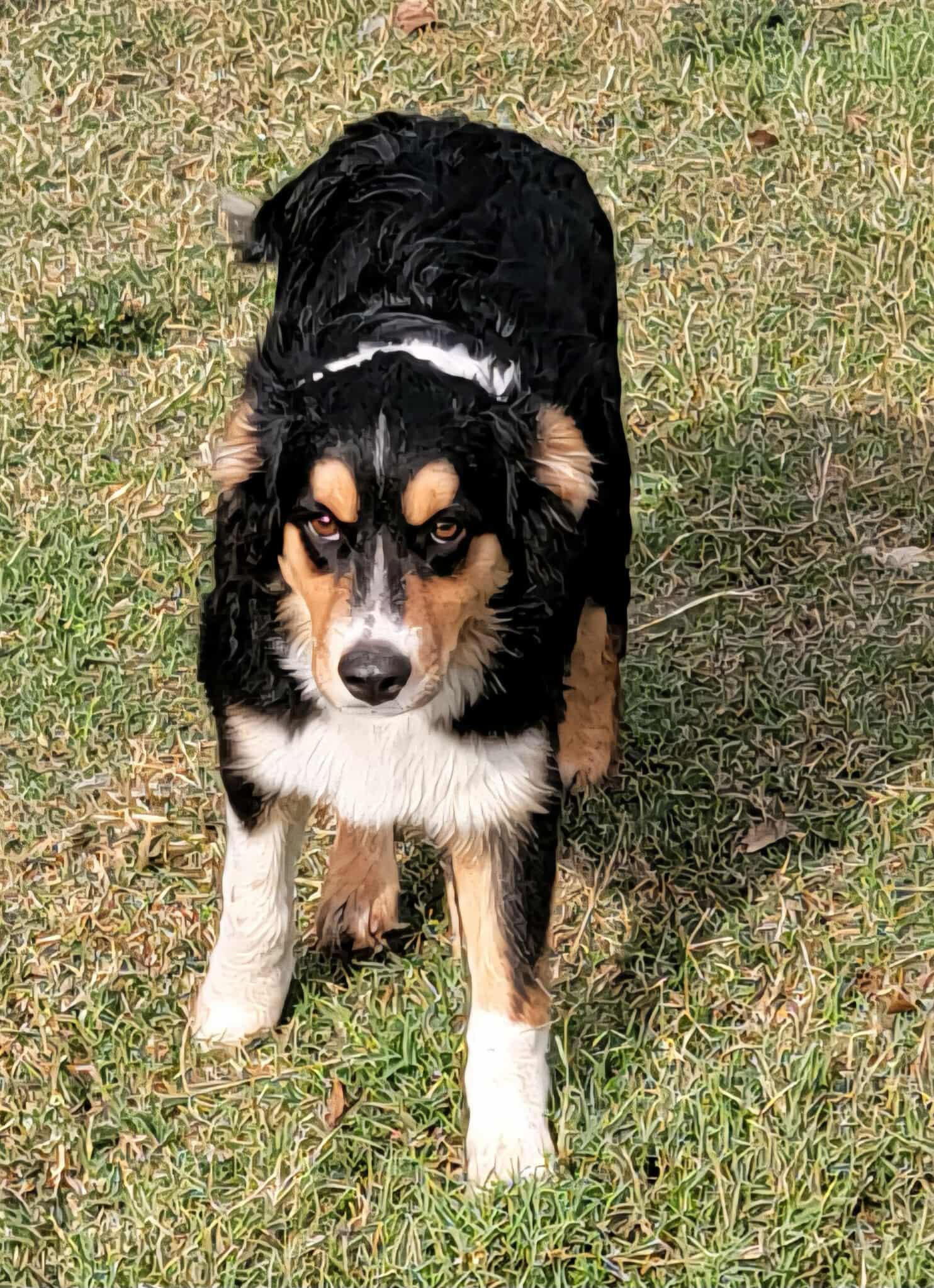 Jasper, a Adoptable Australian Shepherd in Van Alstyne, TX image 2/4
