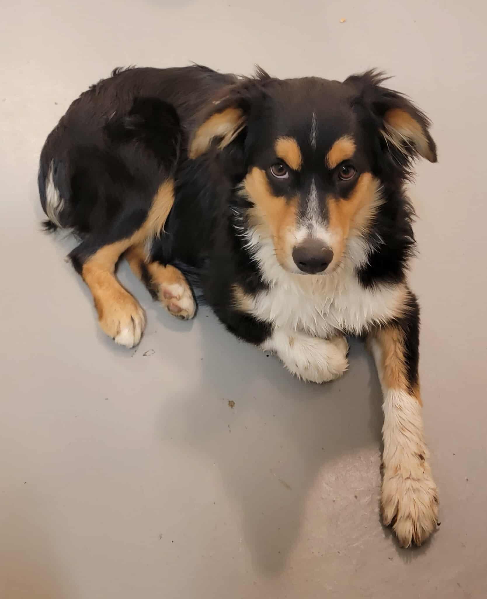 Jasper, a Adoptable Australian Shepherd in Van Alstyne, TX image 3/4