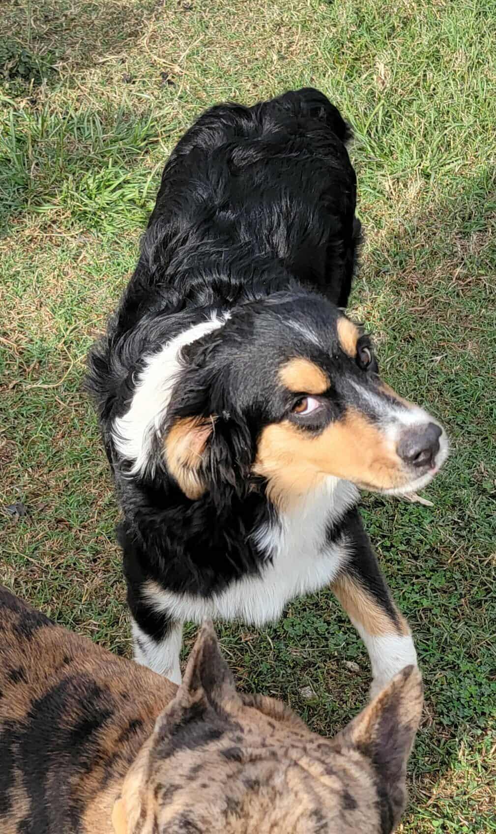 Jasper, a Adoptable Australian Shepherd in Van Alstyne, TX image 4/4