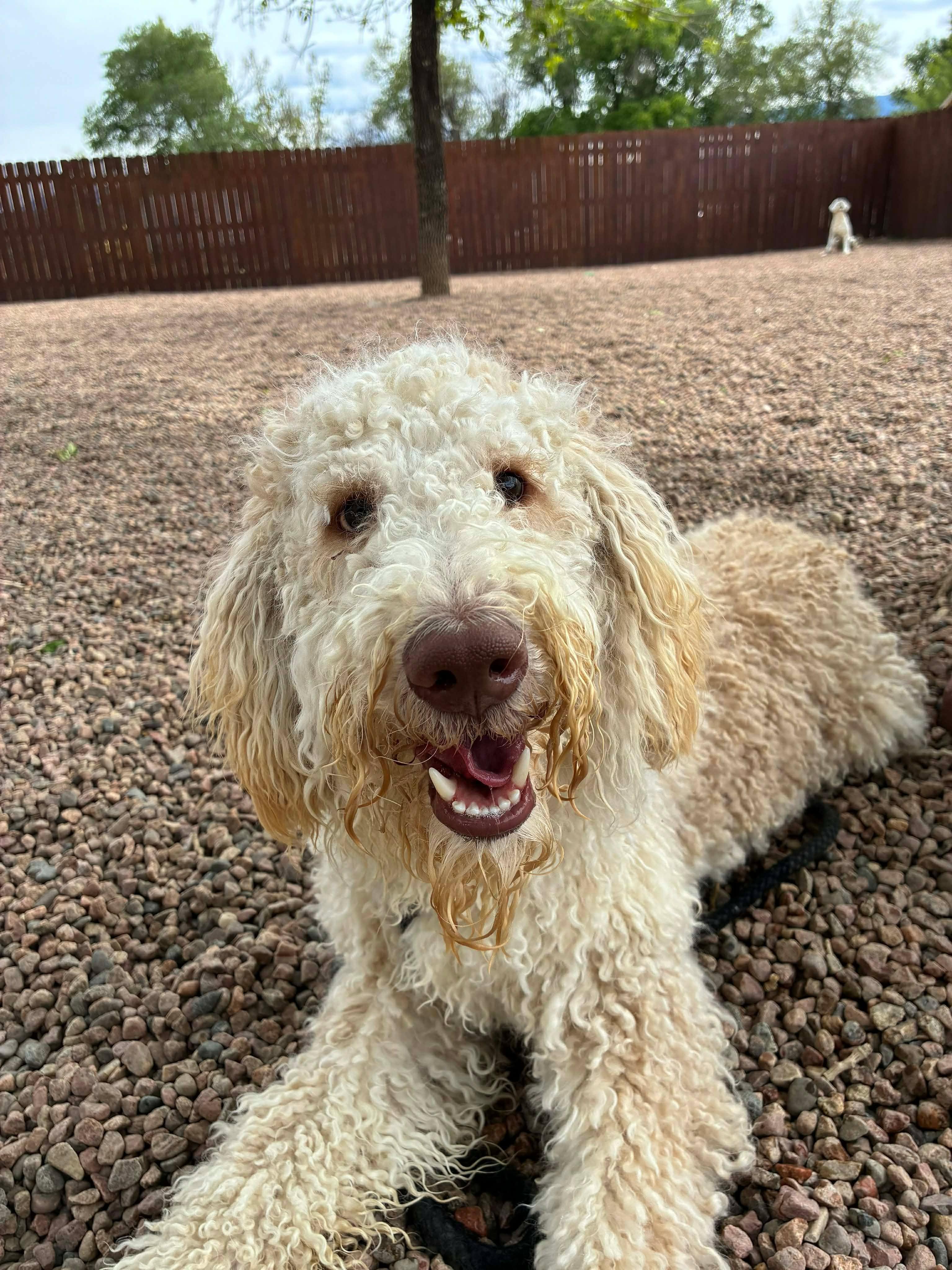 Dave, adopted, Adult Male Spanish Water Dog.