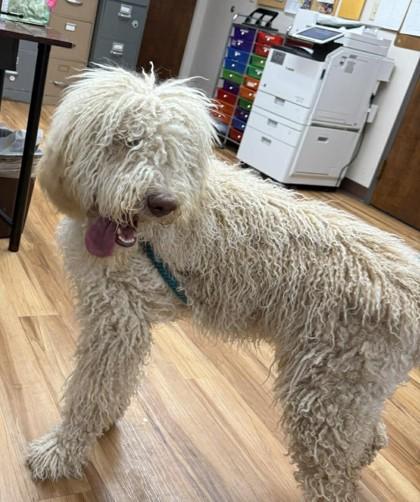 Enlarge Dave, a ADOPTABLE mixed breed in Canon City, CO image 1/1