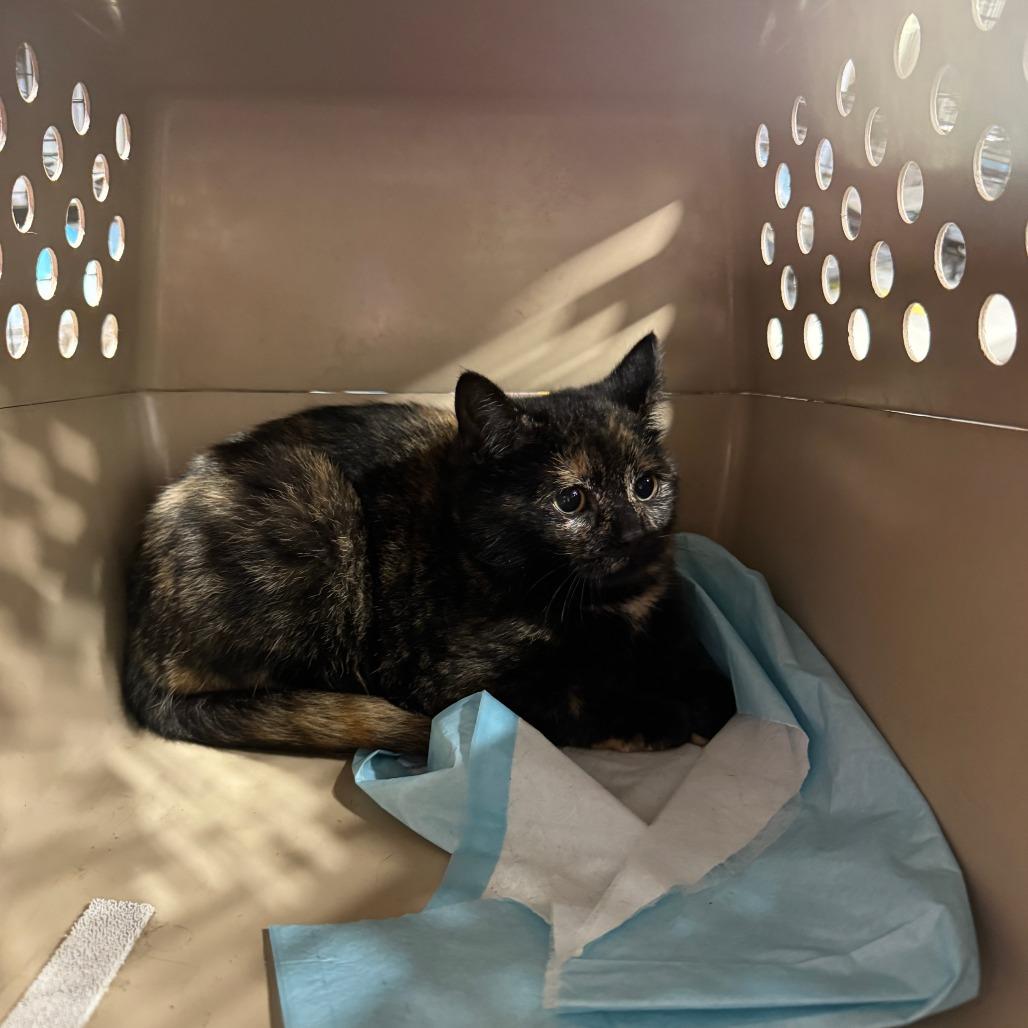 Clover ARC2026-019, Adoptable, Kitten Female Domestic Short Hair.