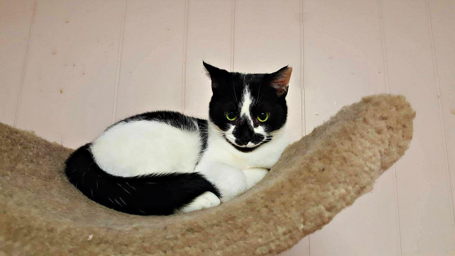 Callie photo 3