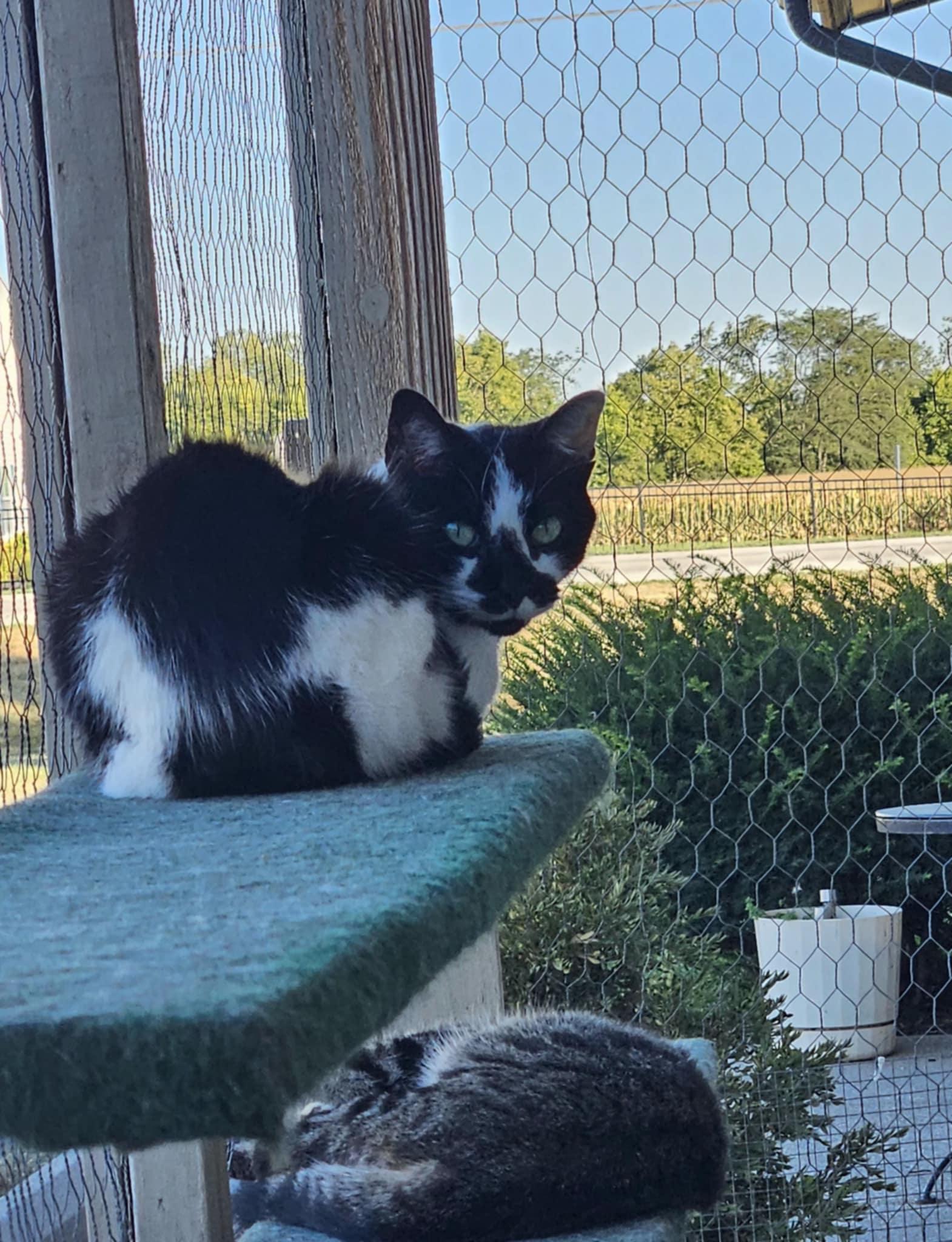 Callie, an adoptable Domestic Short Hair in Wapakoneta, OH, 45895 | Photo Image 4