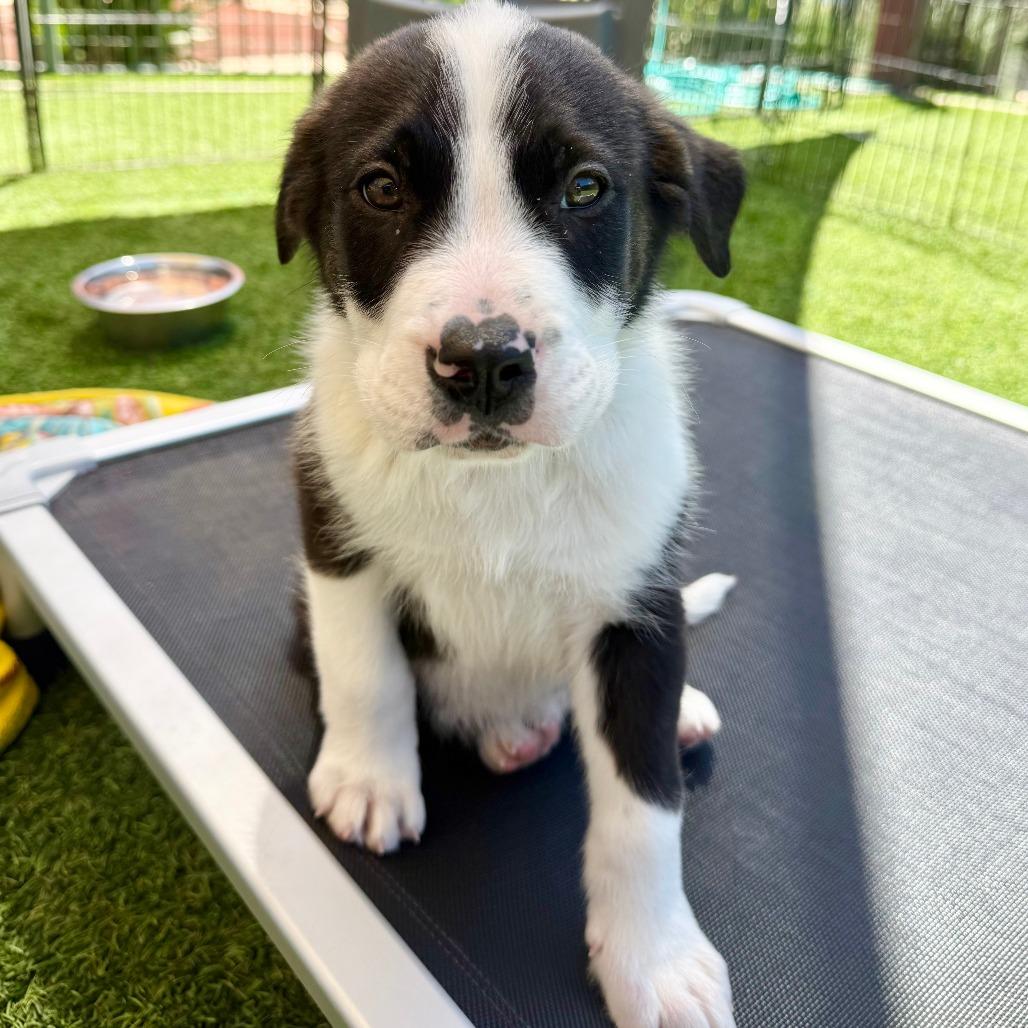 Ben, Adoptable, Puppy Male Border Collie.