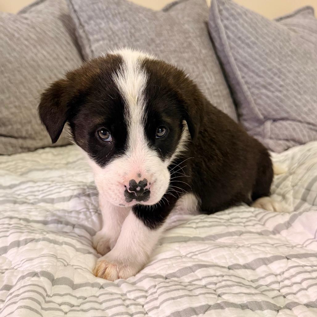 Ben, a Adoptable Border Collie in Agoura Hills, CA image 2/6