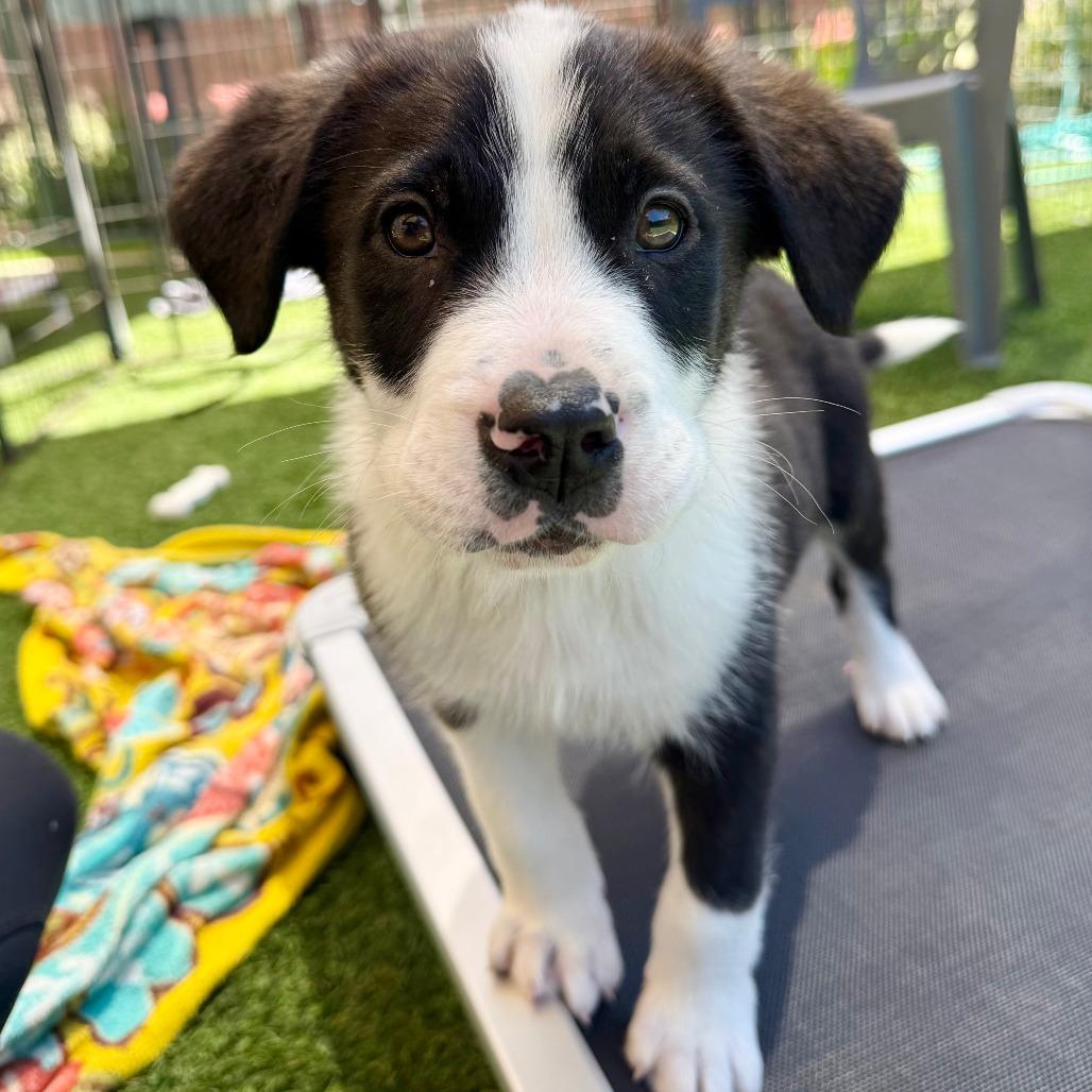 Ben, a Adoptable Border Collie in Agoura Hills, CA image 3/6