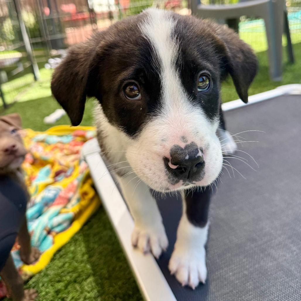 Ben, a Adoptable Border Collie in Agoura Hills, CA image 4/6