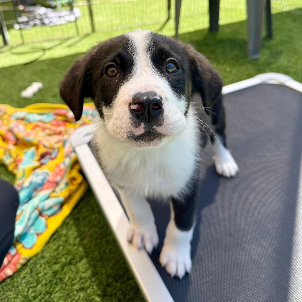 Ben, a Adoptable Border Collie in Agoura Hills, CA image 5/6