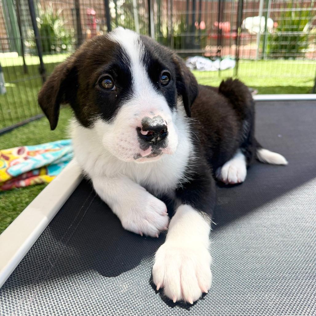 Ben, a Adoptable Border Collie in Agoura Hills, CA image 6/6