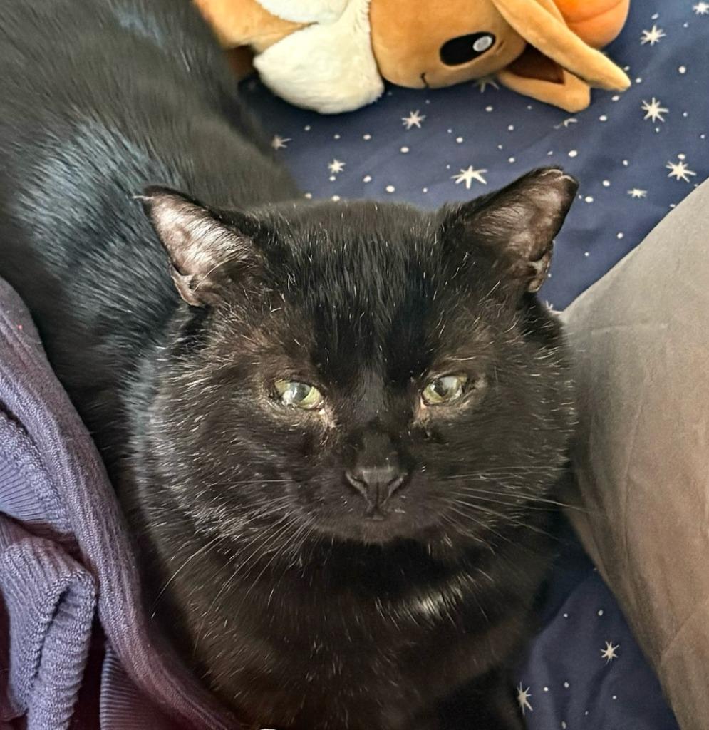 Enlarge Bo (meet me in foster care!), a Adoptable mixed breed in Brooklyn, NY image 1/3