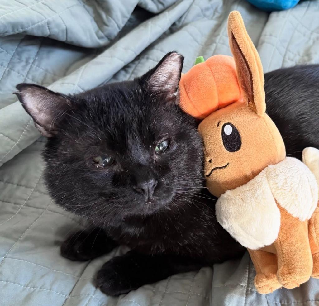 Enlarge Bo (meet me in foster care!), a Adoptable mixed breed in Brooklyn, NY image 2/3