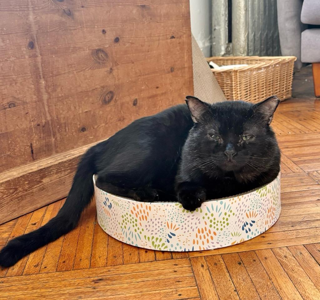 Enlarge Bo (meet me in foster care!), a Adoptable mixed breed in Brooklyn, NY image 3/3