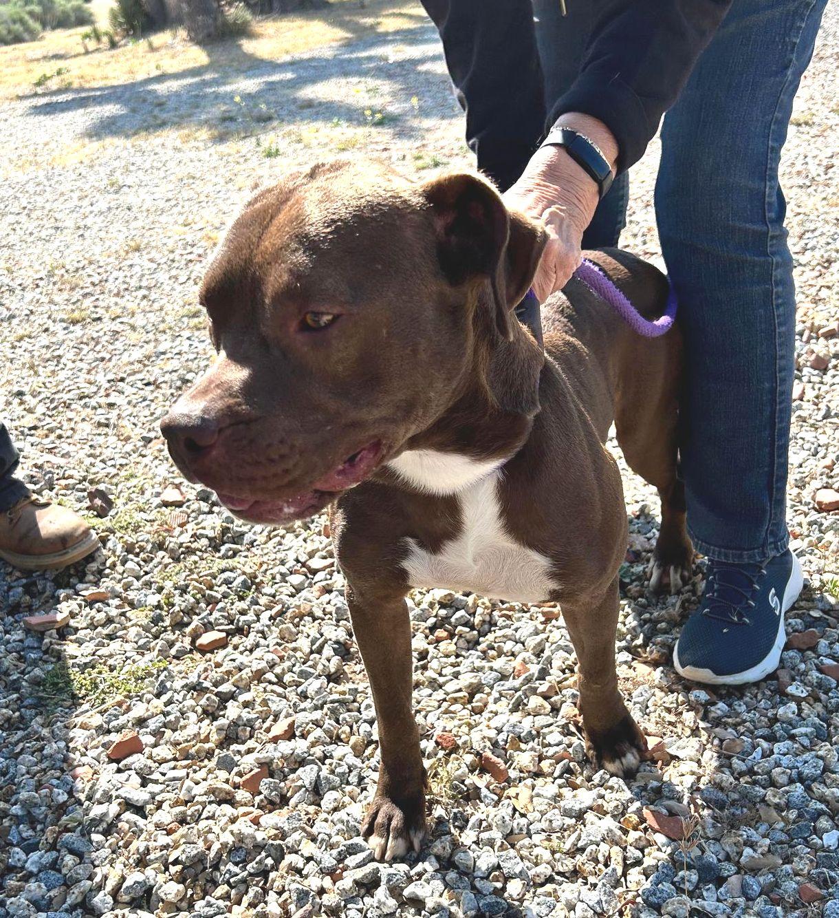 Enlarge Smiley, a Adoptable mixed breed in Bozeman, MT image 2/6