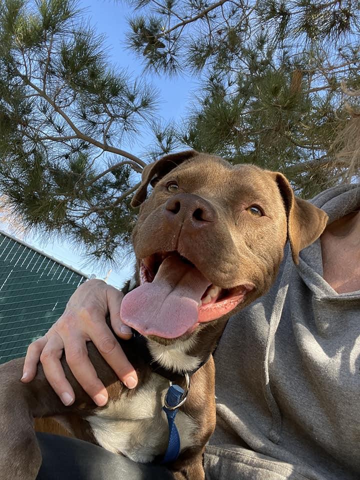 Enlarge Smiley, a Adoptable mixed breed in Bozeman, MT image 3/6