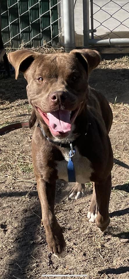 Enlarge Smiley, a Adoptable mixed breed in Bozeman, MT image 1/6