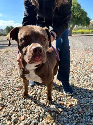 Enlarge Smiley, a Adoptable mixed breed in Bozeman, MT image 4/6