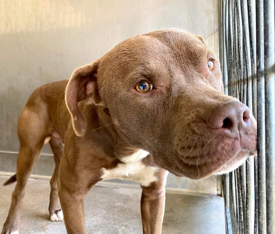 Enlarge Smiley, a Adoptable mixed breed in Bozeman, MT image 5/6