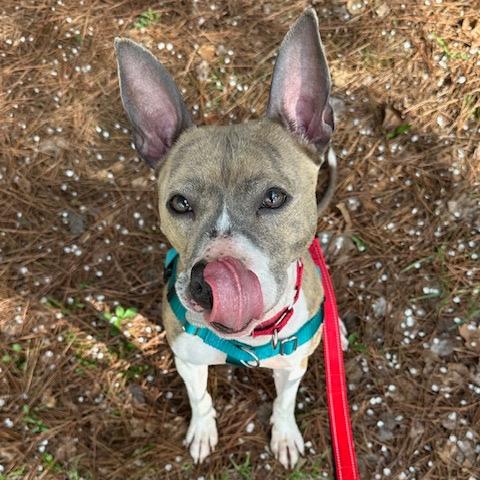 Princess 22324 — thumbnail 3