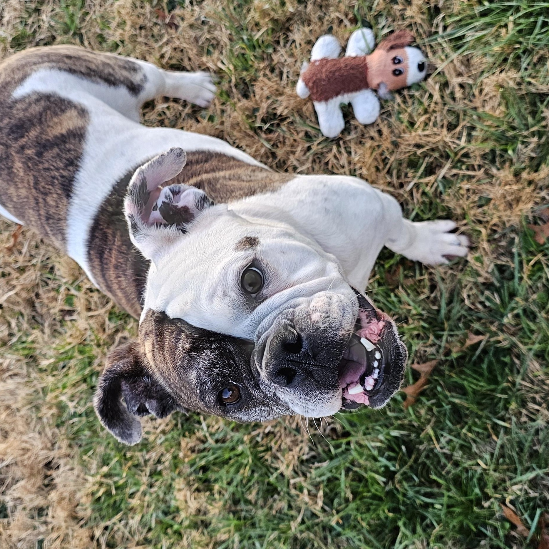 Enlarge Cutie Pie, a ADOPTABLE English Bulldog in Owensboro, KY image 2/4