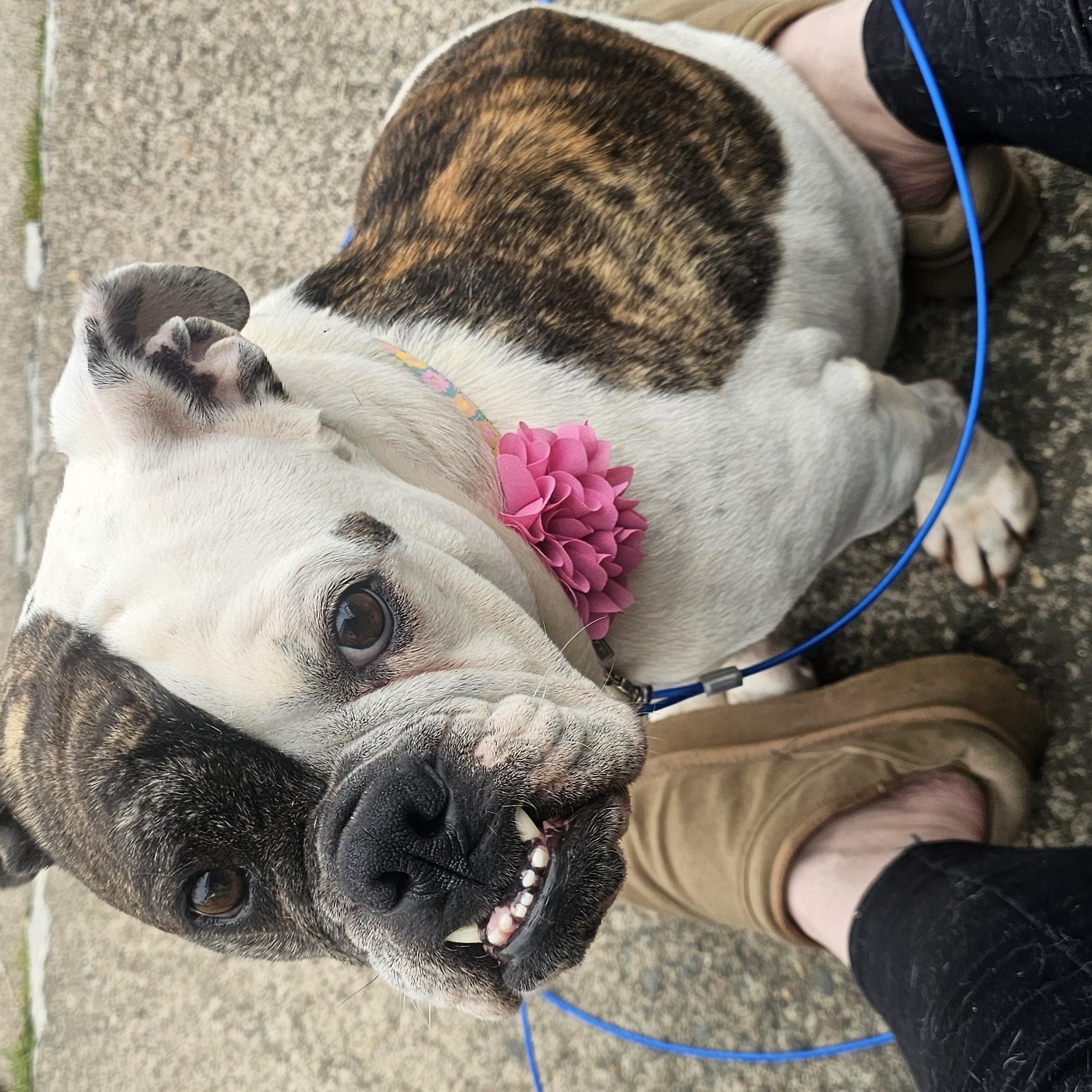 Enlarge Cutie Pie, a ADOPTABLE English Bulldog in Owensboro, KY image 4/4