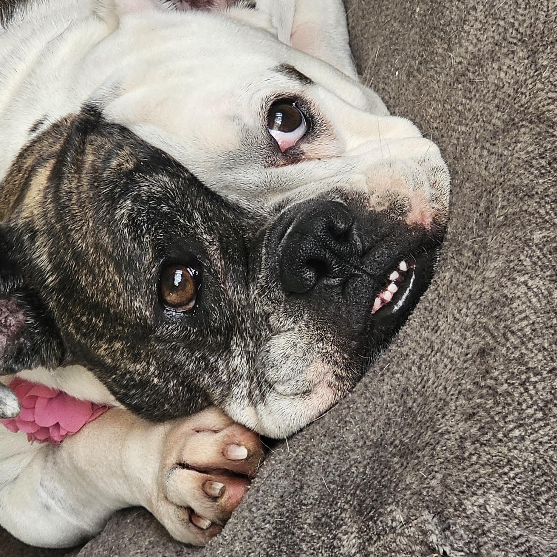 Enlarge Cutie Pie, a ADOPTABLE English Bulldog in Owensboro, KY image 3/4