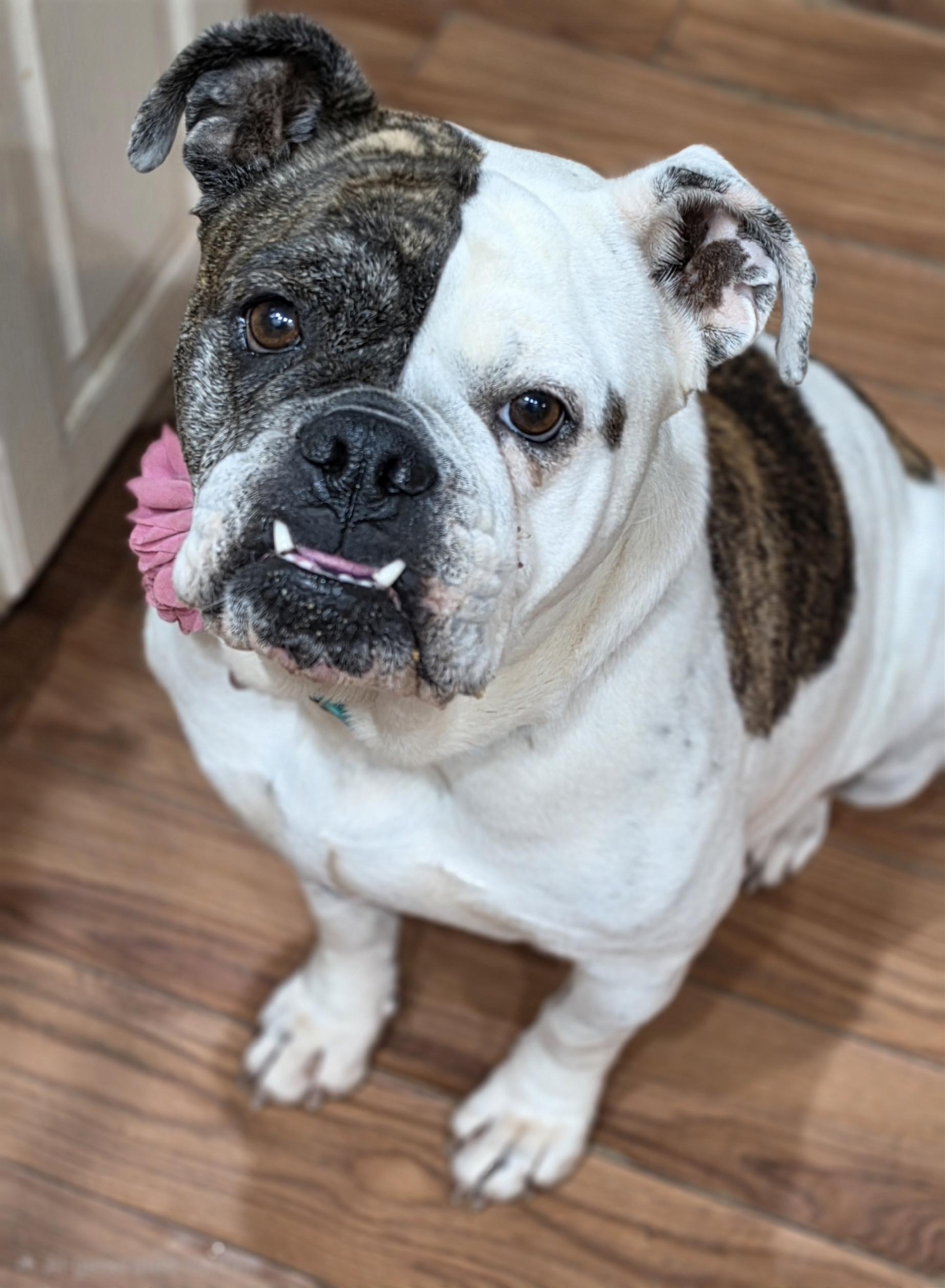 Cutie Pie, ADOPTABLE, Adult Female English Bulldog.