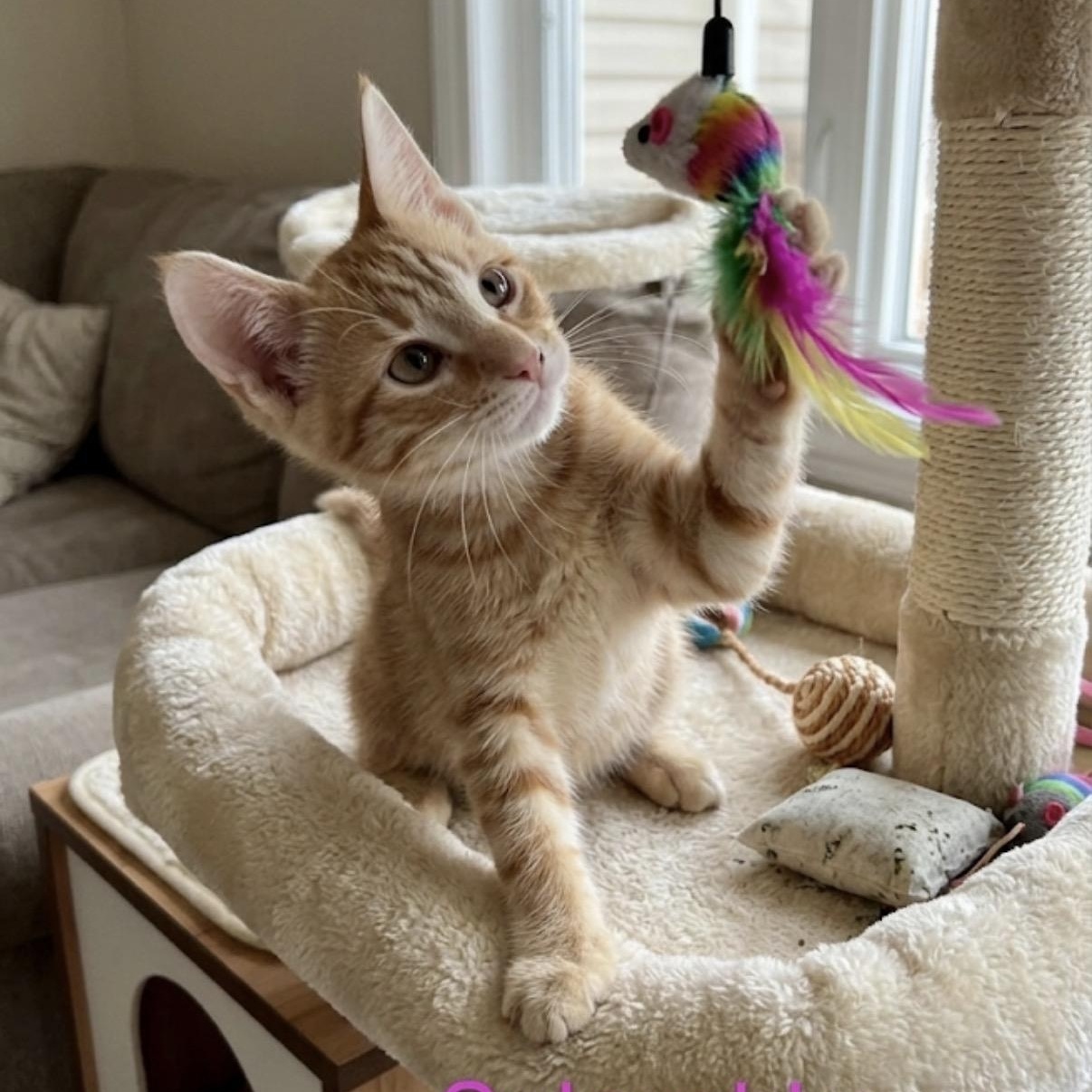 Solnyshka (Little Sun), a ADOPTABLE Tabby in Westland, MI image 2/3